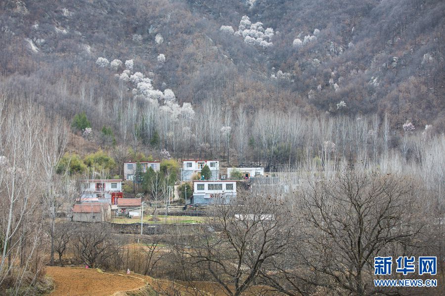 【焦點圖-大圖】【移動端-焦點圖】【中原名景-圖片】河南魯山：辛夷如雪問春風