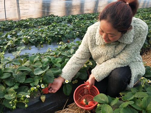 【河南供稿】平頂山市魯山縣瀼河鄉：大棚草莓紅了 貧困群眾笑了