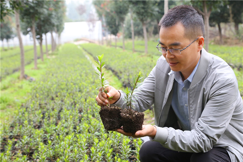 【B】平頂山市葉縣：花卉苗木種植助農增收脫貧