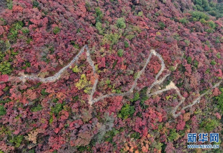 【城市遠洋】河南鞏義：層林盡染醉金秋