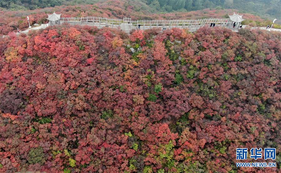 【城市遠洋】河南鞏義：層林盡染醉金秋