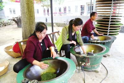 【河南好項目-圖片】南陽桐柏茶葉香飄