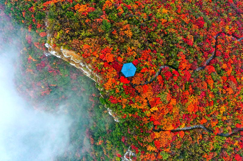 【城市遠洋】美翻了！河南焦作：十萬畝紅葉海染盡秋山