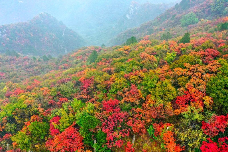 【城市遠洋】美翻了！河南焦作：十萬畝紅葉海染盡秋山