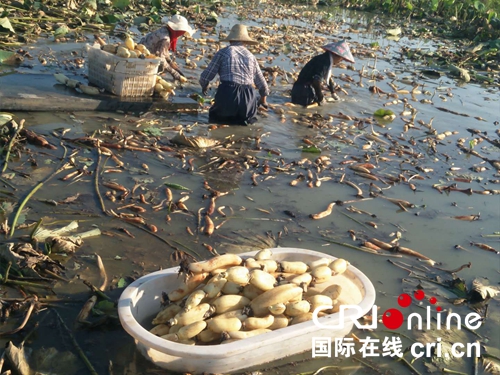 【河南在線列表】【移動端文字列表】信陽市固始縣郭陸灘鎮：繪就鄉村發展新畫卷