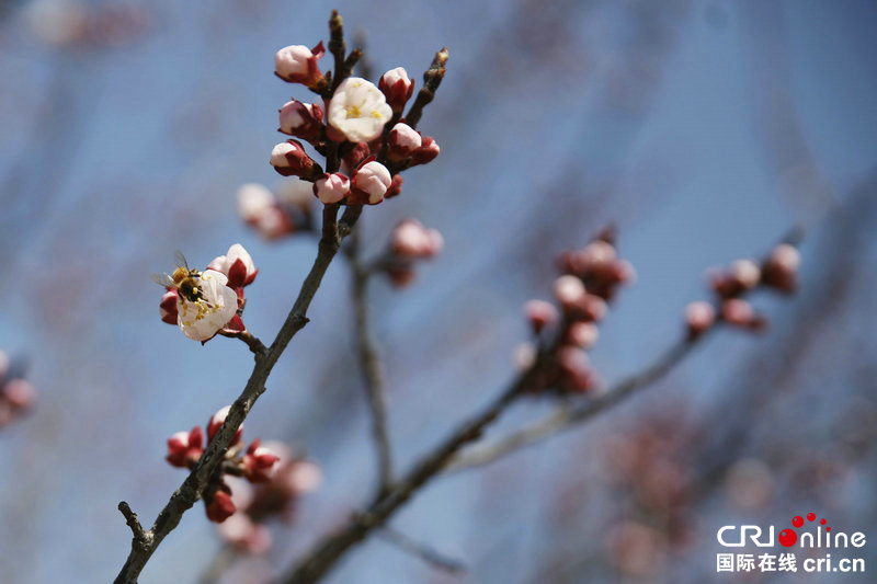 【河南供稿】河南寶豐：蜂舞花間春意濃