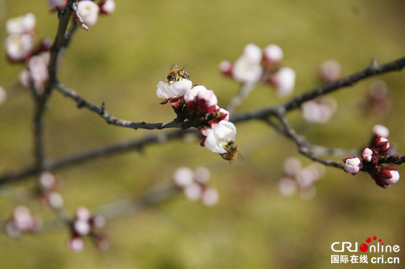 【河南供稿】河南寶豐：蜂舞花間春意濃