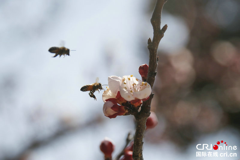 【河南供稿】河南寶豐：蜂舞花間春意濃