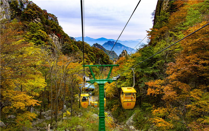 （有修改）【圖片稿件】河南魯山：紅葉觀賞正當時