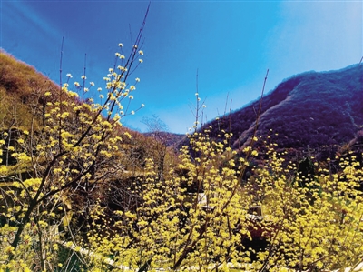 【中原名景-圖片】新密市伏羲山杏花節盛大開幕