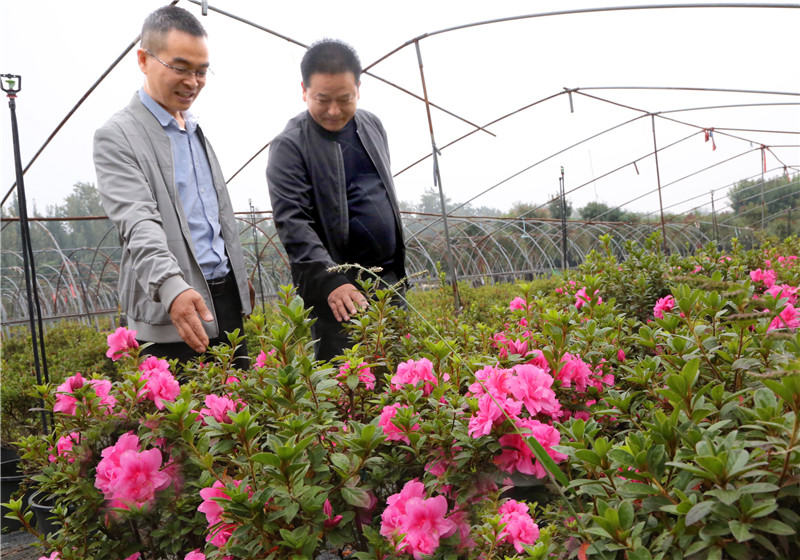 【B】平頂山市葉縣：花卉苗木種植助農增收脫貧