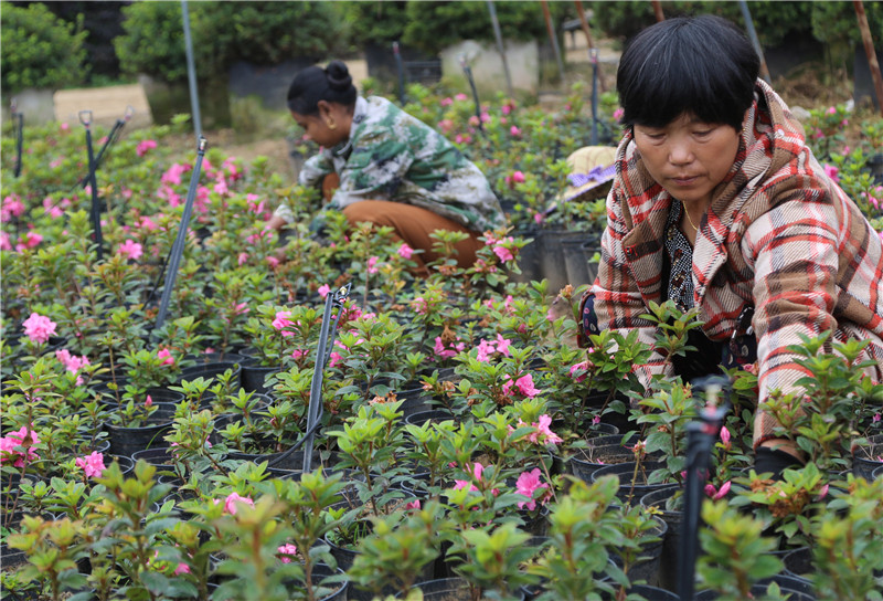 【B】平頂山市葉縣：花卉苗木種植助農增收脫貧