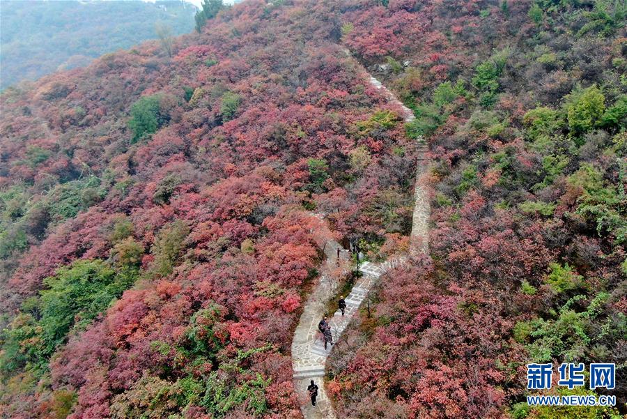 【城市遠洋】河南鞏義：層林盡染醉金秋