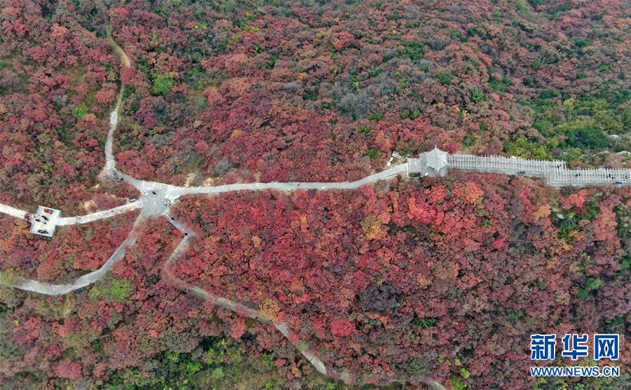 【城市遠洋】河南鞏義：層林盡染醉金秋