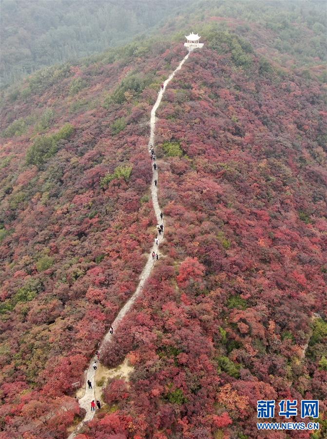 【城市遠洋】河南鞏義：層林盡染醉金秋