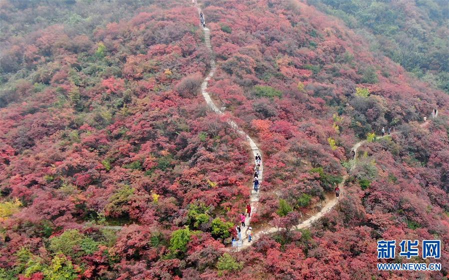 【城市遠洋】河南鞏義：層林盡染醉金秋