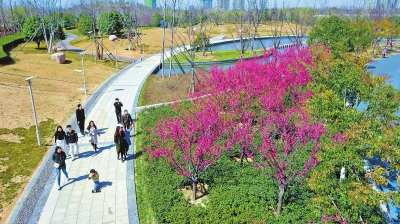 【中原名景-圖片】梅花盛開引客來