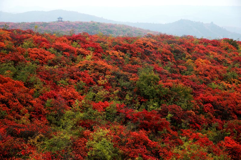 【城市遠洋】美翻了！河南焦作：十萬畝紅葉海染盡秋山