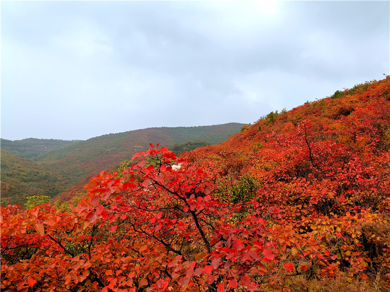 【B】三門峽市澠池縣第八屆紅葉文化旅遊節開幕