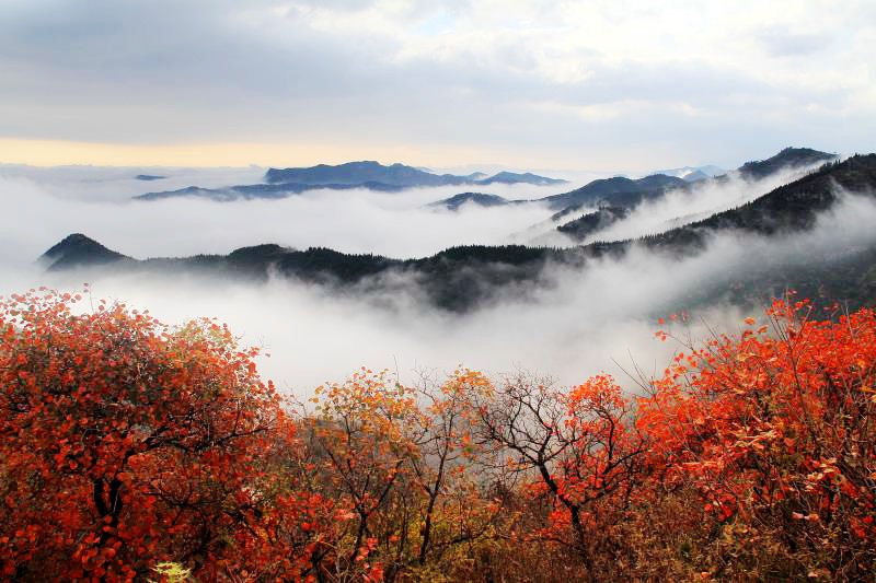 【城市遠洋】相約神州初廟 共賞柏尖紅葉 林州市第十八屆柏尖紅葉文化旅遊節10月18日開幕