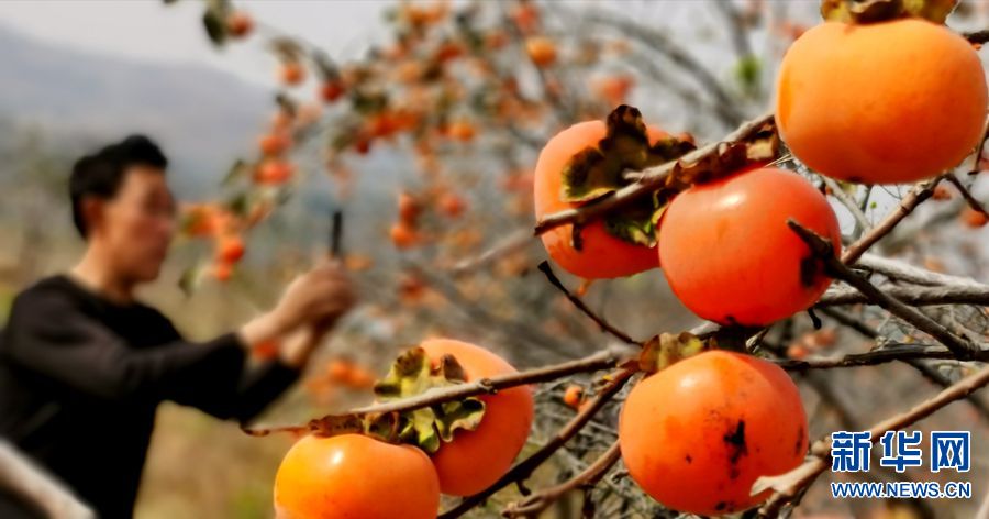 河南宜陽：柿子紅了 村民富了