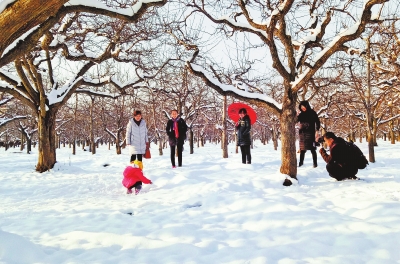 【中原名景-圖片】萬畝梨園雪景如畫