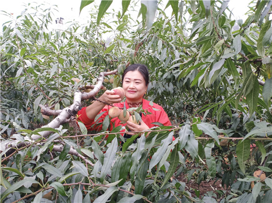 【B】河南寶豐：富硒冬桃喜豐收 農戶心裏比蜜甜