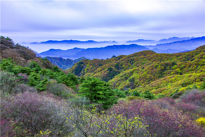 （有修改）【圖片稿件】河南魯山：紅葉觀賞正當時