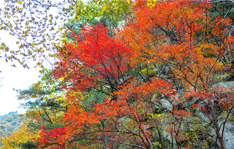 （有修改）【圖片稿件】河南魯山：紅葉觀賞正當時