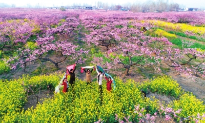 【旅遊資訊-圖片（頁面標題：週口西華：萬畝桃花灼灼開）】週口西華：萬畝桃花灼灼開 含苞滿枝待君來