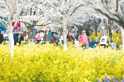 【中原名景-圖片】【圖説1】最是一年春好處 一日賞盡綠城花