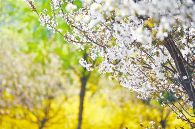 【中原名景-圖片】【圖説1】最是一年春好處 一日賞盡綠城花