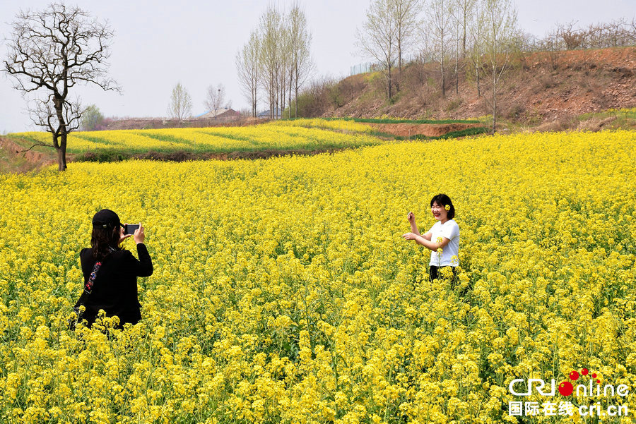 【河南供稿】許昌市襄城縣：油菜花開遍地金