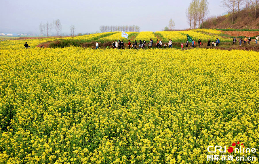 【河南供稿】許昌市襄城縣：油菜花開遍地金