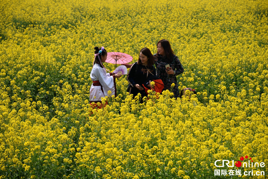 【河南供稿】許昌市襄城縣：油菜花開遍地金