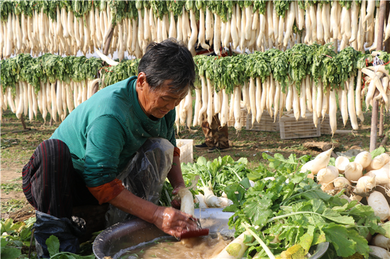 平頂山市郟縣：種植大根蘿蔔 收穫致富“理想”