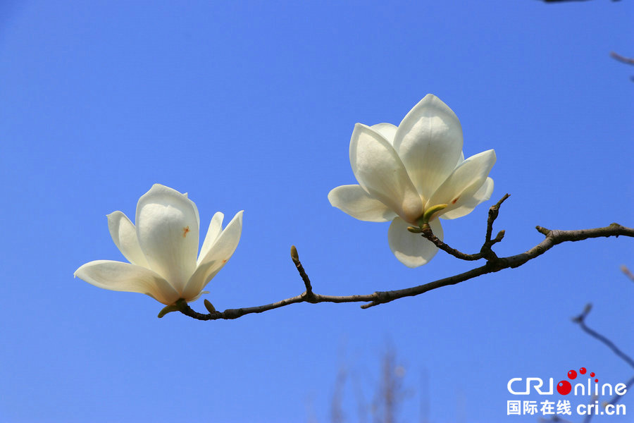 【河南供稿】河南永城：百花盛開醉遊人