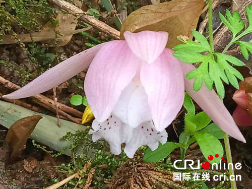 【河南供稿】淮河源頭桐柏山首次發現“蘭花大熊貓”——獨花蘭