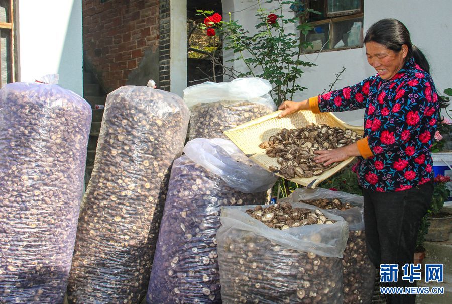 南陽南召：香菇種植鋪起扶貧致富路