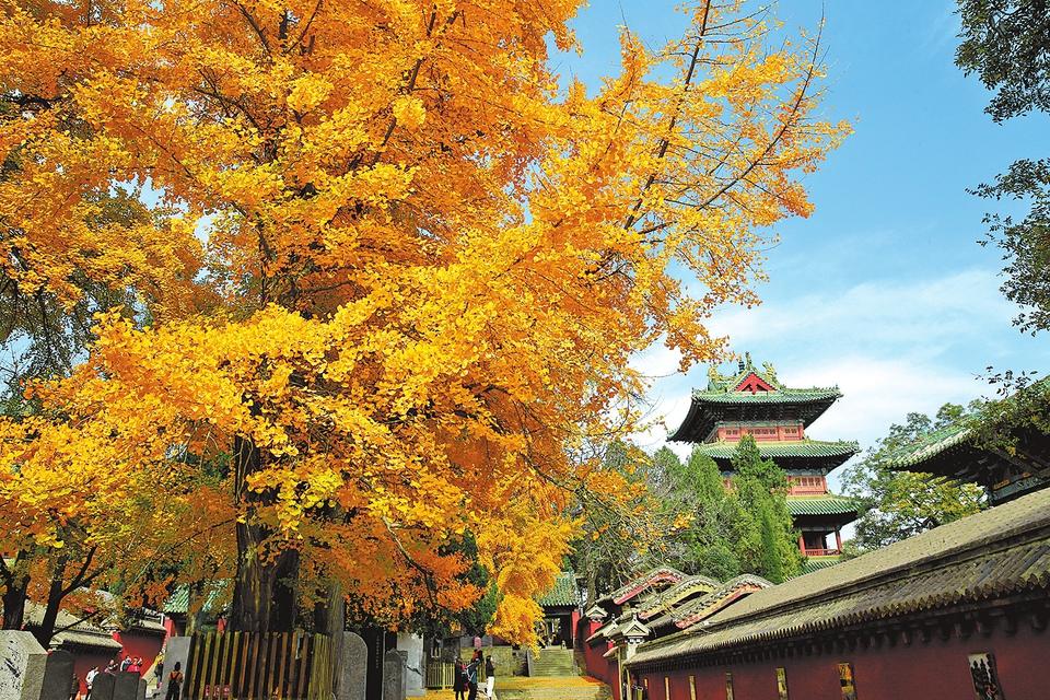 河南嵩山少林寺：千年銀杏披金甲