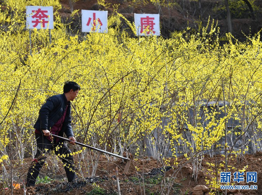 【焦點圖-大圖】【移動端-焦點圖】【圖説5】河南盧氏：連翹種植助農增收