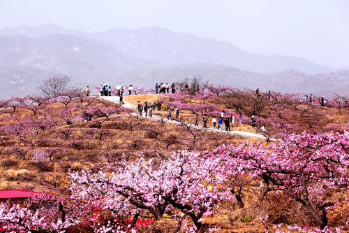 【河南供稿】河南魯山縣老莊村：千畝桃花開 貧困戶綻笑顏