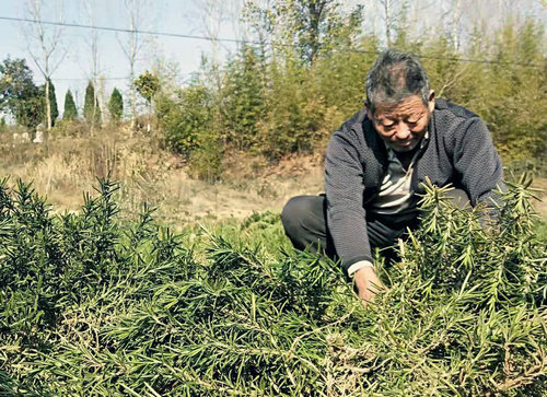 【河南供稿】河南內鄉子育村：産業興旺提升老百姓幸福感