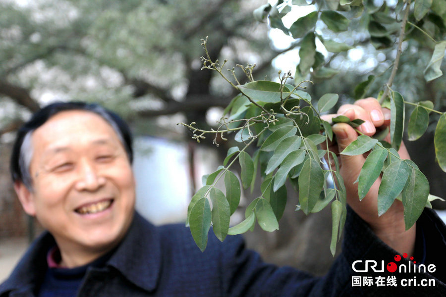 【焦點圖-大圖】【 移動端-焦點圖】【圖説5】河南千年古槐寒冬發嫩綠 花開二度令人驚嘆