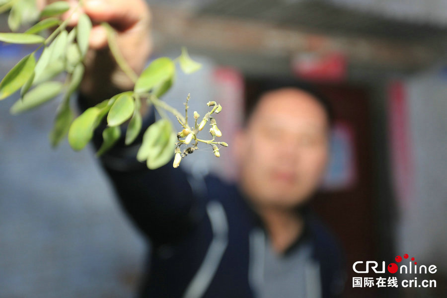 【焦點圖-大圖】【 移動端-焦點圖】【圖説5】河南千年古槐寒冬發嫩綠 花開二度令人驚嘆