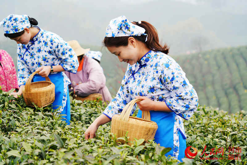 【焦點圖-大圖】【移動端-焦點圖】【圖説4】河南信陽：茶山飄香