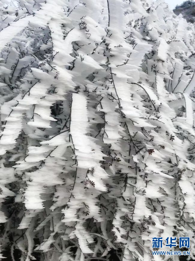 林州太行山：霧凇美景惹人醉