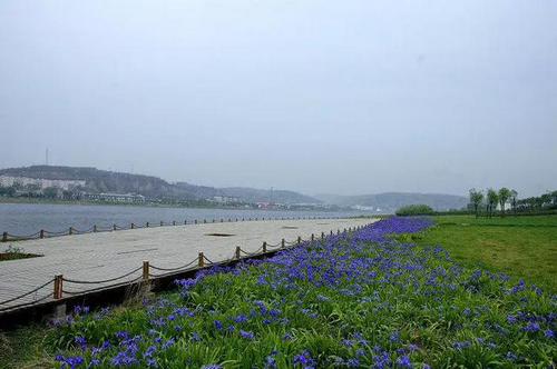 【河南供稿】河南鞏義市邙嶺花海——黃河濕地騎行活動即將開場