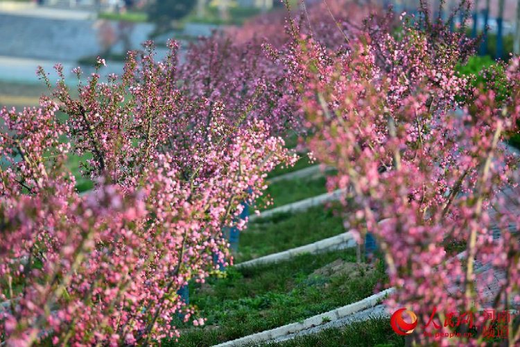 【旅遊資訊-文字列表】“花海新城”西平縣：以水潤城 美景入畫