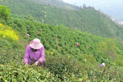 【河南好項目-圖片】信陽茶園美如畫